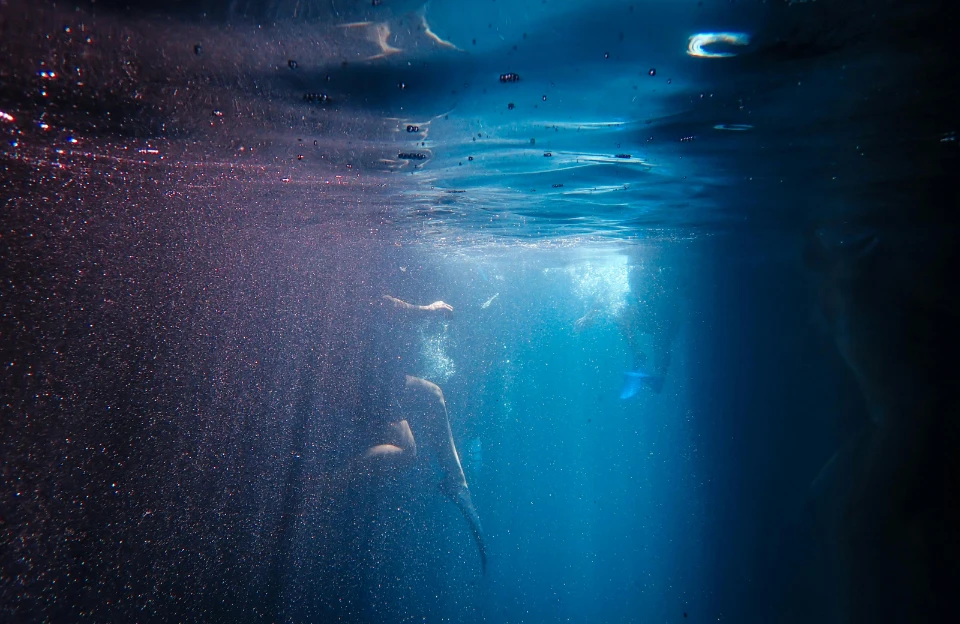 underwater scene similar to the South African diving location in My Octopus Teacher on Netflix