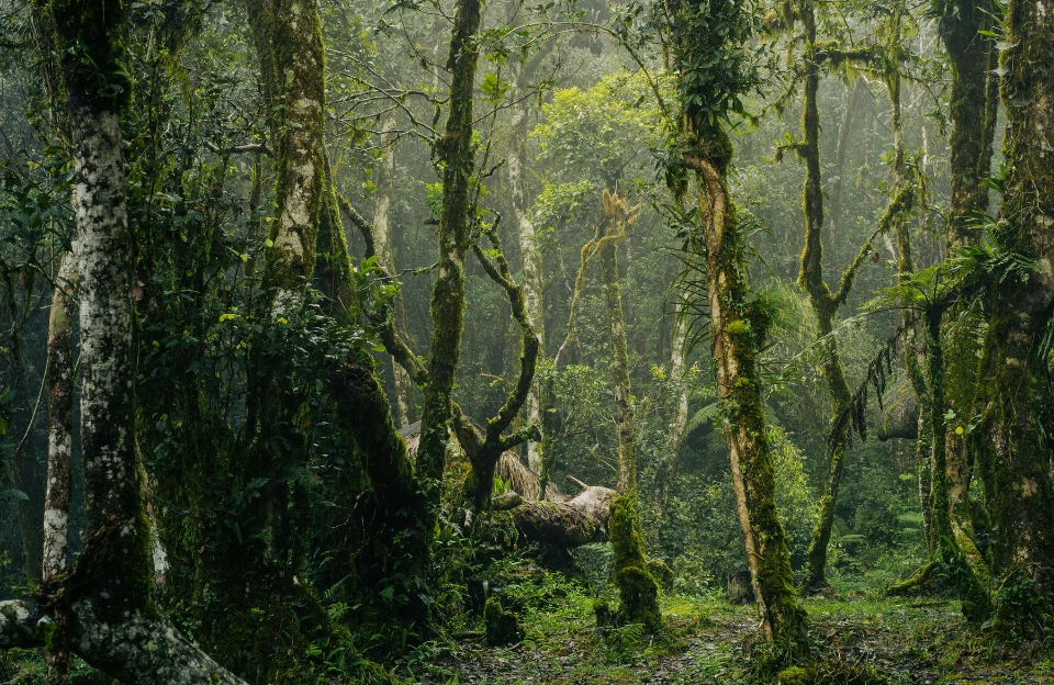 ancient forest landscape representing the nature documentary category on Netflix