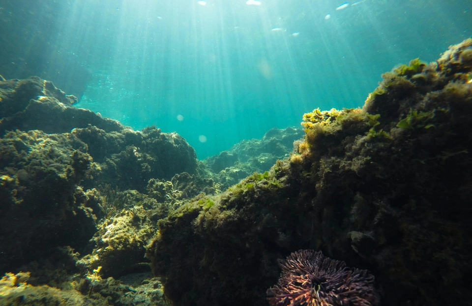 underwater ocean environment representing the aquarium setting of Remarkably Bright Creatures on Netflix